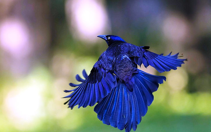 Gorgeous blue bird, animal themes, vertebrate, animal wildlife