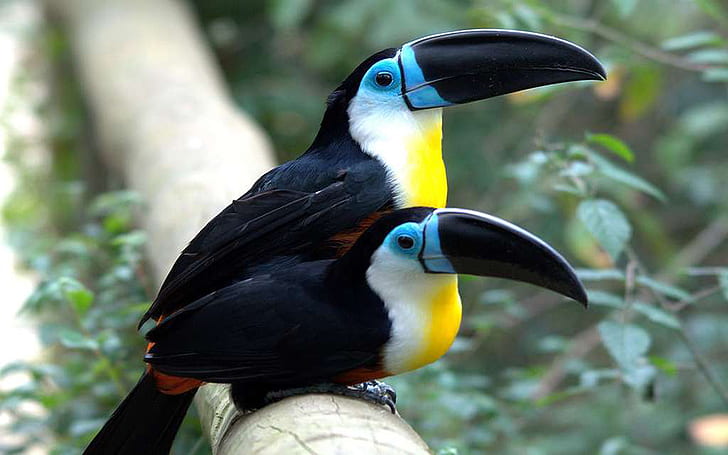 Ariel Toucan Type Living In Guyana Country In South America Hd Wallpaper For Laptop And Tablet 1920×1200