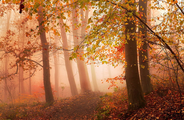 photography, nature, landscape, morning, mist, sunlight, forest, HD wallpaper