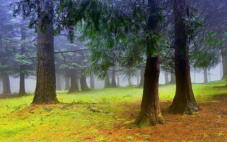 Nature scenery, forest, trees, morning, mist, fog