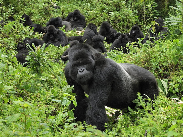 black gorilla, grass, trees, walk, wildlife, animal, silverback Gorilla