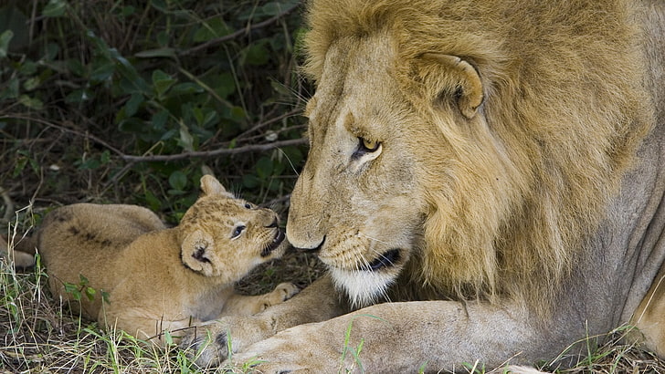 male lion and cub, caring, affection, family, lion - Feline, wildlife, HD wallpaper