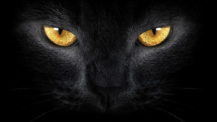 Watching You, black, black cat, kitty, gold, eyes, animals
