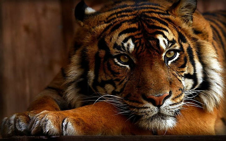 tiger, animals, orange, closeup, big cats, relaxing
