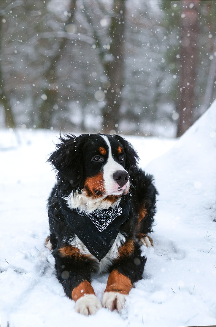 adult Bernese mountain dog, snow, snowfall, canine, winter, cold temperature