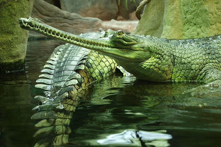 green crocodile, gavials, reptile, swim, alligator, animal, wildlife, HD wallpaper