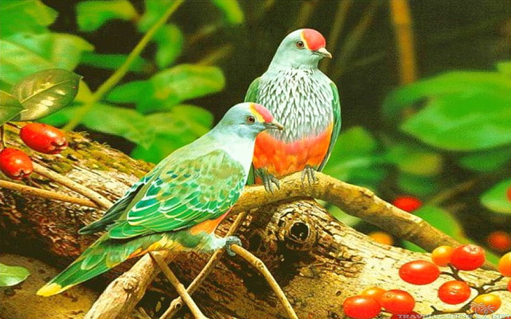 The World Of Birds Beautiful Colorful Birds Hd Wallpaper For Desktop 2880×1800