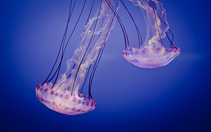 Monterey Bay Aquarium, Jellyfishes, HD wallpaper