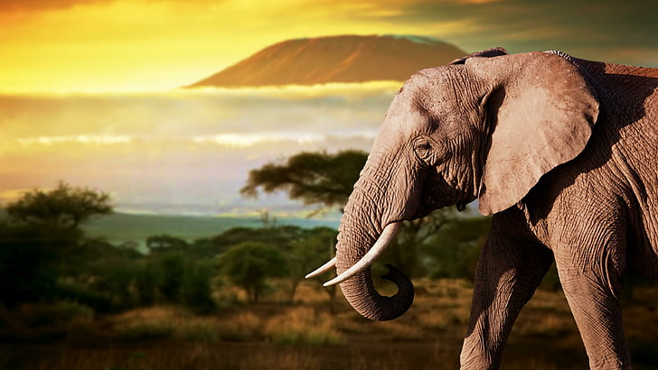 elephant, wildlife, terrestrial animal, safari, savanna, sky