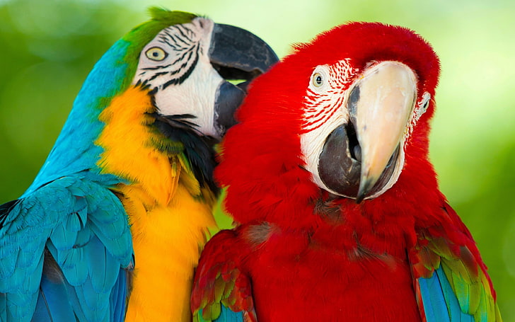 Parrot Macaw Bird Hd Wallpaper Background Mobile Phone Laptop 3840×2400, HD wallpaper