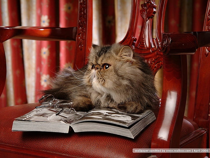 reading... animal cat feline kitten Pet read HD, animals