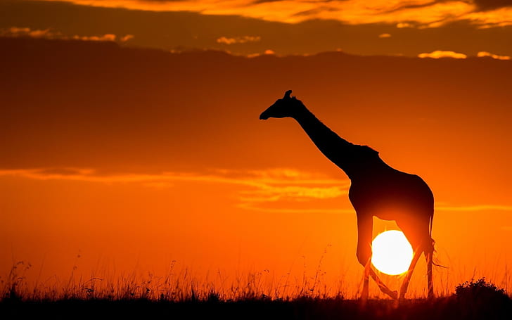 Sunset, giraffe, sunshine, dusk, sketch, Africa, HD wallpaper