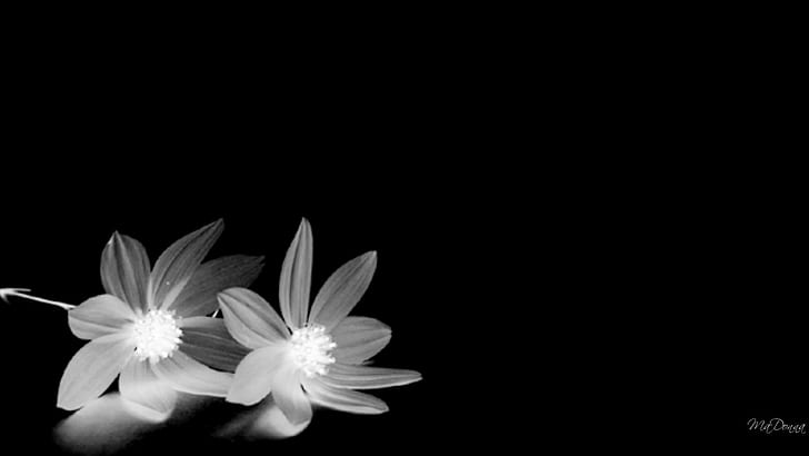 Hd Wallpaper In Blackwhite Two White Flowers Firefox Pesona Widescreen Flare - Black And White Flower Wallpaper 4k