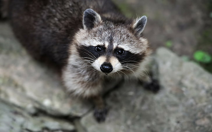 raccoons, wildlife, animals, HD wallpaper