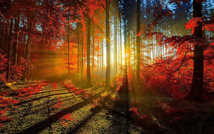 sun ray through forest, nature, trees, fall, sun rays, red leaves, HD wallpaper