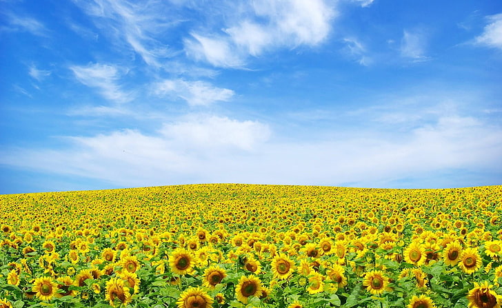sunflower field, sunflowers, sky, summer, clouds, nature, yellow