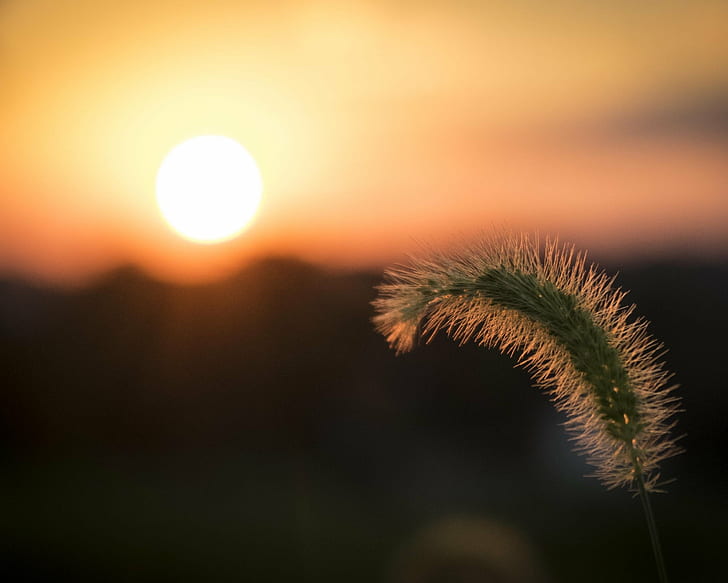focus photography of cat tail plant with golden sun background, HD wallpaper
