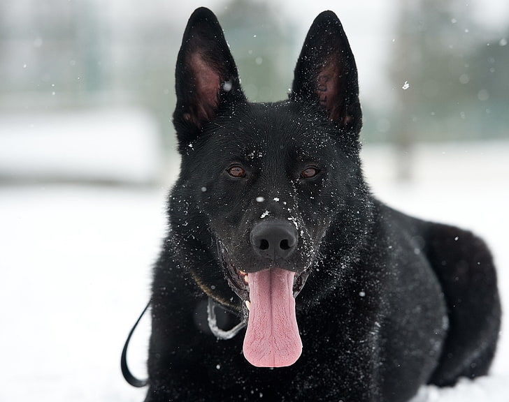 adult black German shepherd, dog, snow, protruding tongue, winter