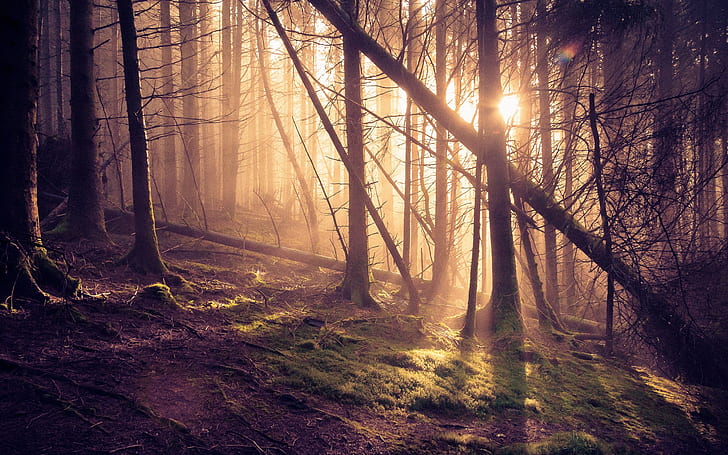 Forest, pine trees, sun rays, HD wallpaper
