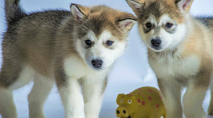 Dogs, Alaskan Malamute, Animal, Baby Animal, Husky, Puppy, HD wallpaper