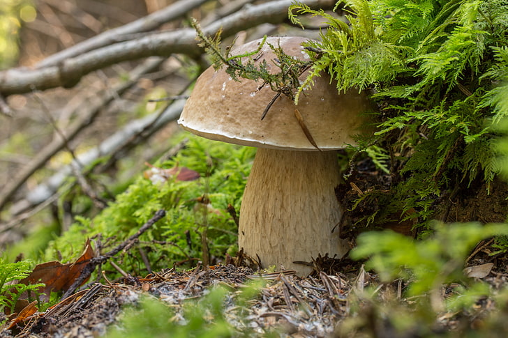 mushroom, forest, nature, moss, fall, fungus, leaves, plant, HD wallpaper