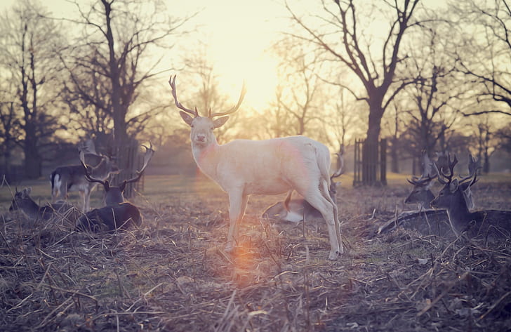 trees, animal, photography, sunset, deers, forest, nature, white deer, HD wallpaper