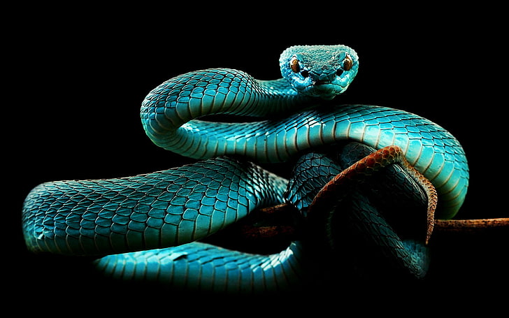 HD wallpaper: Blue Snake, teal snake wallpaper, Animals, reptile, black  background | Wallpaper Flare