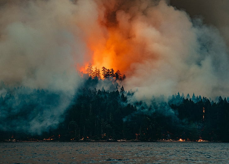 1983, forest, fire, nature, sea, photography, vintage
