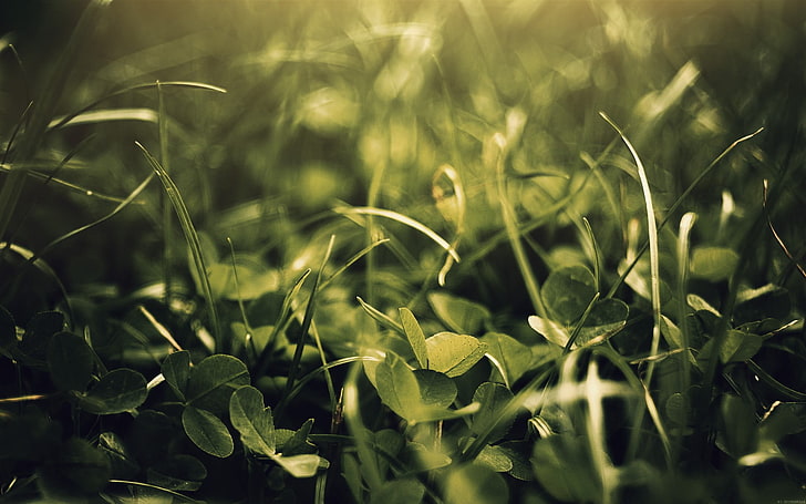 green leafed plant, close up photo of grass field, macro, plants, HD wallpaper