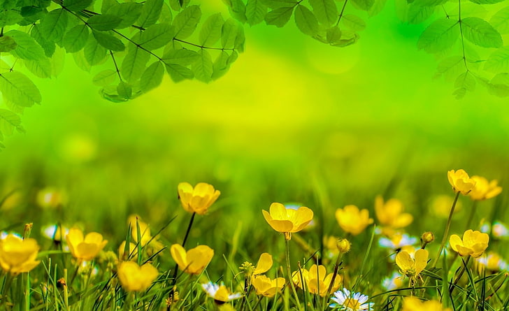 Beautiful Spring Meadow, Seasons, Colorful, Flower, Yellow, Sunny