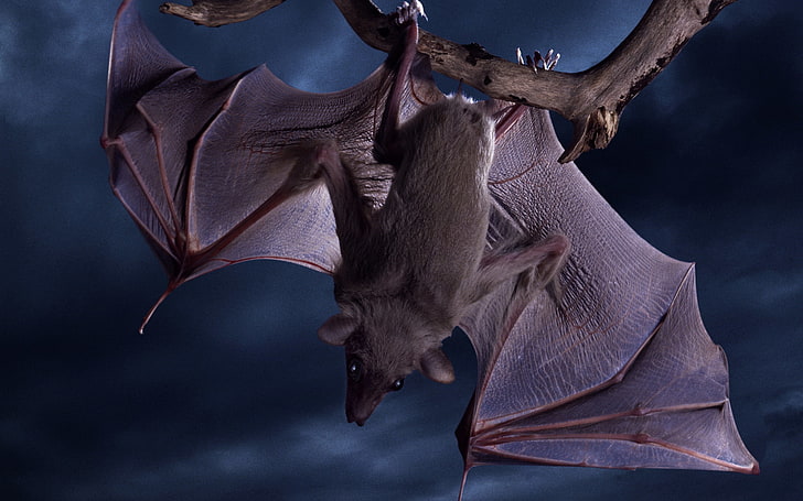 HD wallpaper: black bat, wings, mouse, volatile, animal wildlife, nature,  one animal | Wallpaper Flare