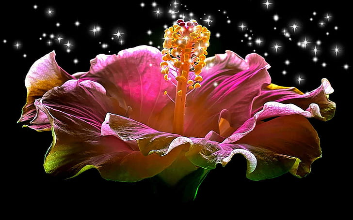 Hibiscus Sparkling Heart, lovely, romantic, nature, loving, beauty, HD wallpaper