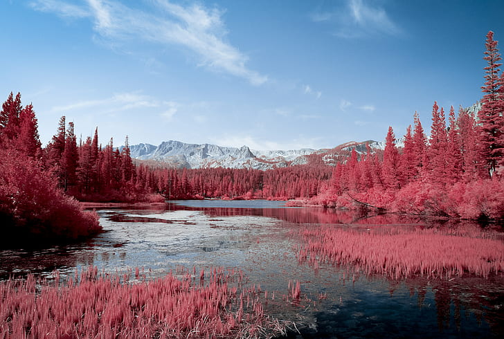 autumn, tress, pink, lake, hd, 4k, 5k, nature, photography