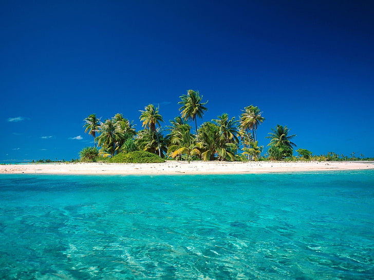 coconut trees on island surrounded with water, beach, tropical