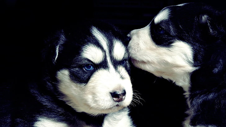 two white and black Siberian husky puppies, dog, animals, animal themes