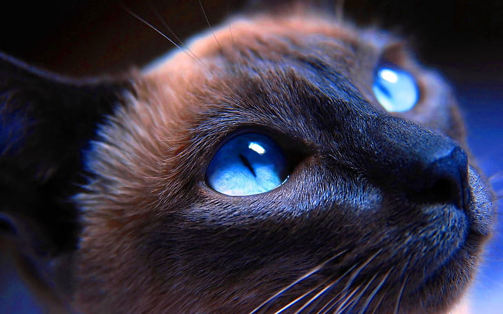 cat, muzzle, blue-eyed, siamese, close-up, HD wallpaper