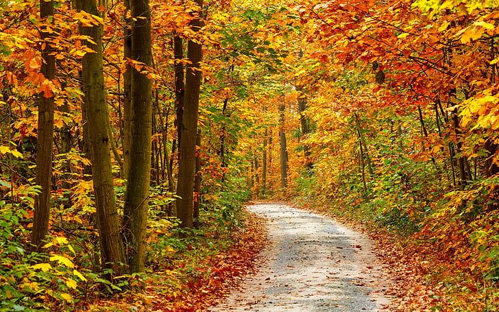 Autumn Forest Landscape Road, HD wallpaper