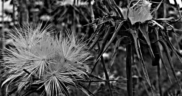 monochrome, plant, growth, beauty in nature, close-up, freshness