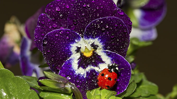 black and red ladybug, nature, ladybugs, insect, macro, flowers, HD wallpaper