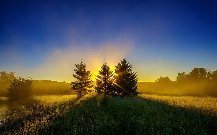 HD wallpaper: Early morning, mist, nature landscape, sunrise, trees |  Wallpaper Flare