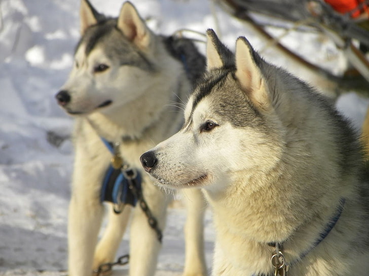 two white snow wolves, dog, husky, winter, right, sled Dog, animal, HD wallpaper