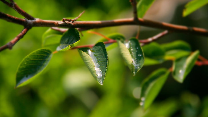 ovate green leafed tree, branch, drops, dew, plant, green color