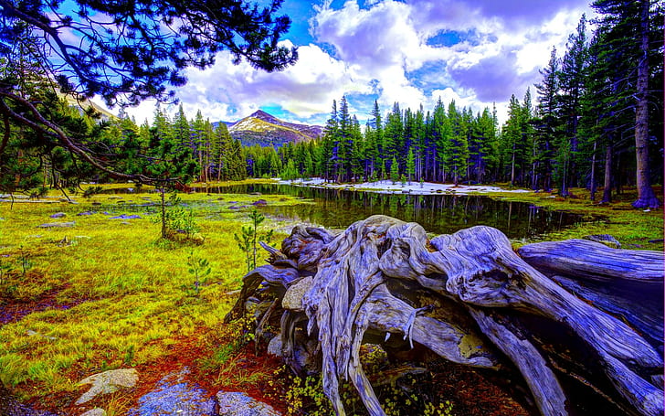 Pine Forest Pond, timber, mountain, lake, pines, 3d and abstract, HD wallpaper