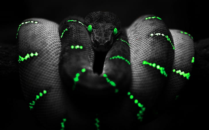 Boa Constrictor, Green Eyes, Selective Coloring, snake, HD wallpaper