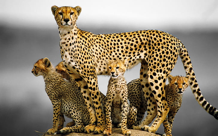 Cheetah family, cheetah with 3 cubs, Cat, kittens, HD wallpaper
