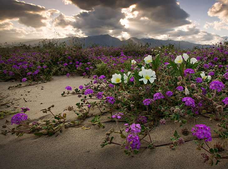 Anza Borrego Desert State Park, California, purple and white flowers, HD wallpaper