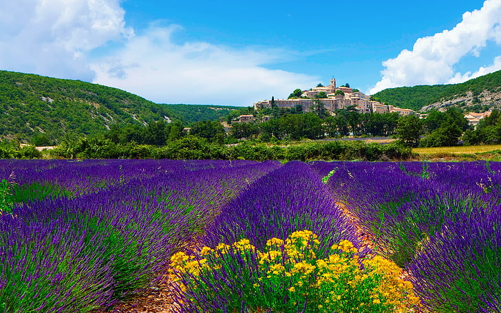purple flower field, the sky, clouds, the city, France, lavender, HD wallpaper