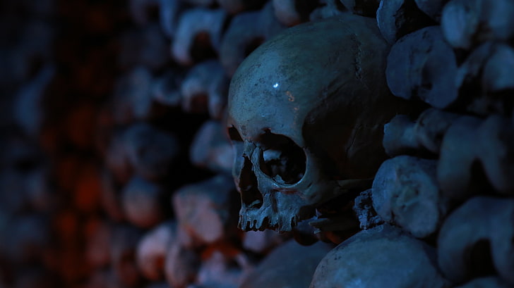 human skull, bones, depth of field, dark, death, human skeleton, HD wallpaper