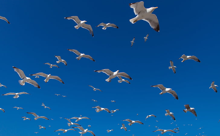 Seagulls, flock of white birds, Animals, Beautiful, Photo, bluesky, HD wallpaper