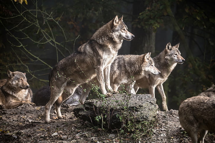 pack of wolf during daytime, wolf pack, timberwolf, Bad Mergentheim, HD wallpaper